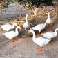 ⏰Limited stock available—grab yours now!🐓Large-Capacity Round Poultry Feeder Bowl