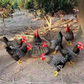 ⏰Limited stock available—grab yours now!🐓Large-Capacity Round Poultry Feeder Bowl